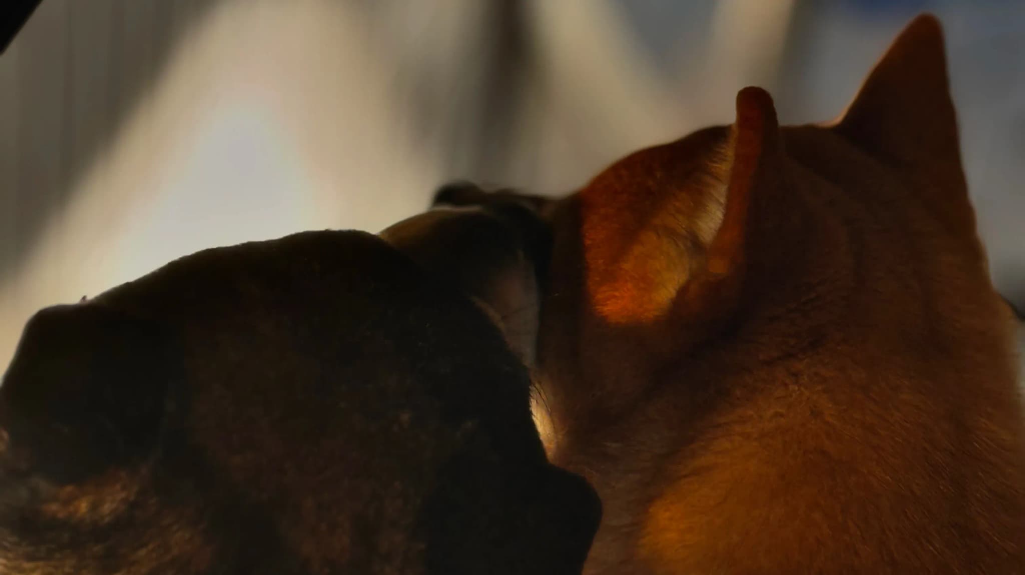 Shiba Inu puppy from Yokiko breeding program