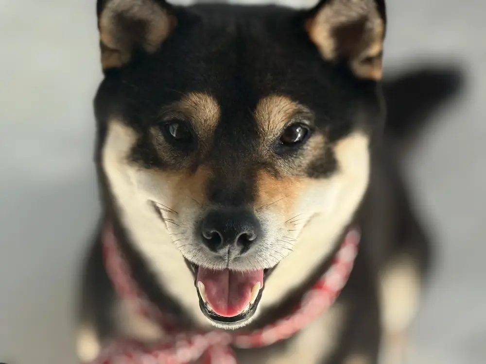 Peanut, a black and tan female Shiba Inu, dam at Yokiko