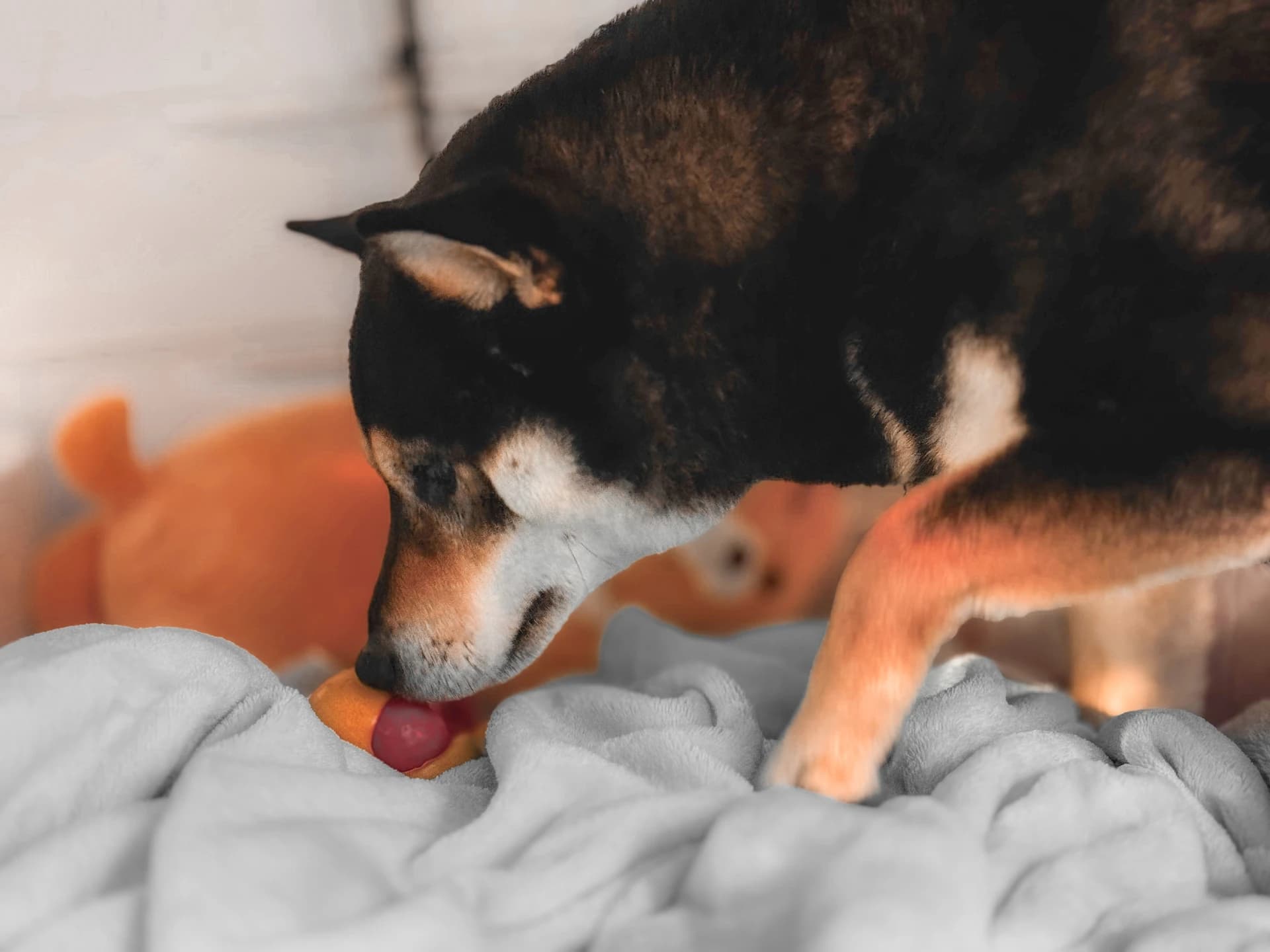 Peanut investigating a toy on bedding, part of daily home life