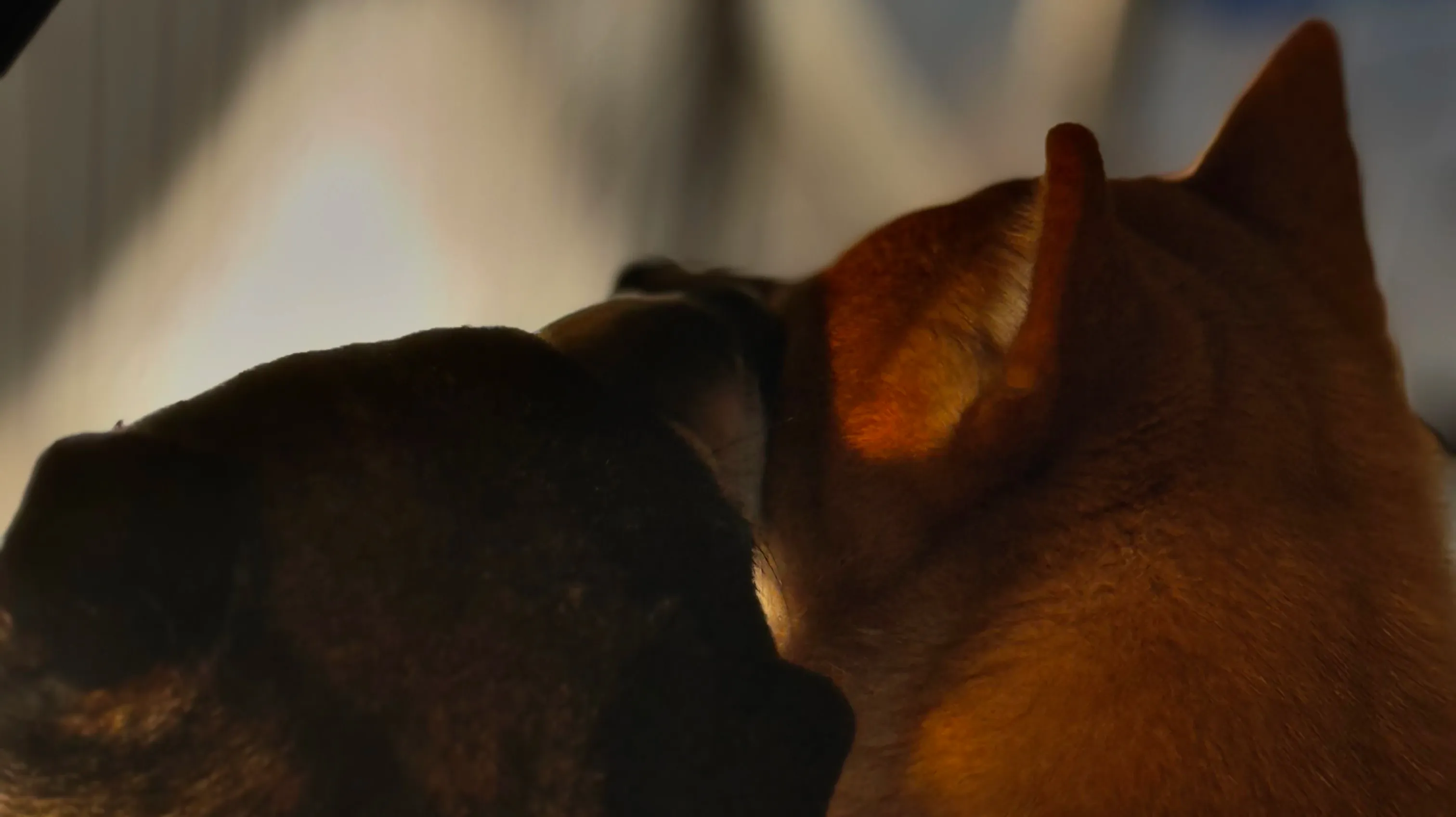 Shiba Inu puppy from Yokiko breeding program